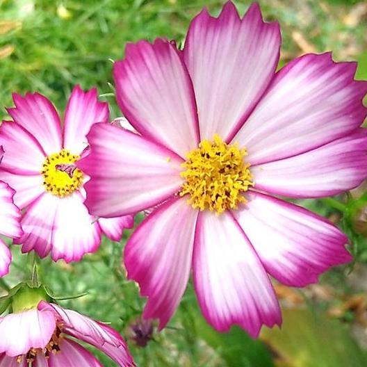 Pink Picotee Cosmo flower from MIgardener with ruffled petals and vibrant color, blooming in a lush garden setting.