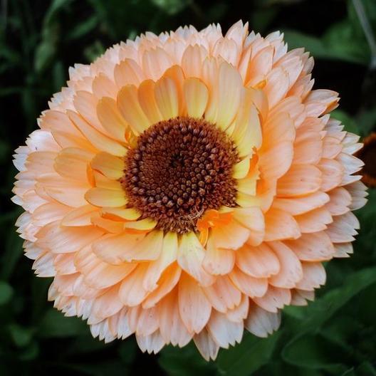 Pink Surprise Calendula flower from MIgardener with vibrant pink petals and green foliage.
