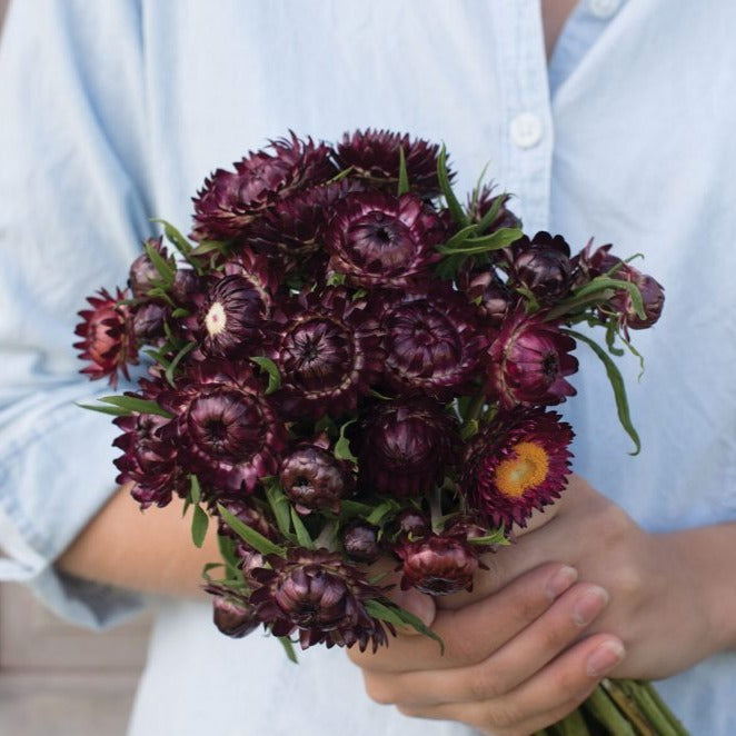 Purple Strawflower from MIgardener, showing vibrant purple blooms with layered petals, a colorful flowering plant.