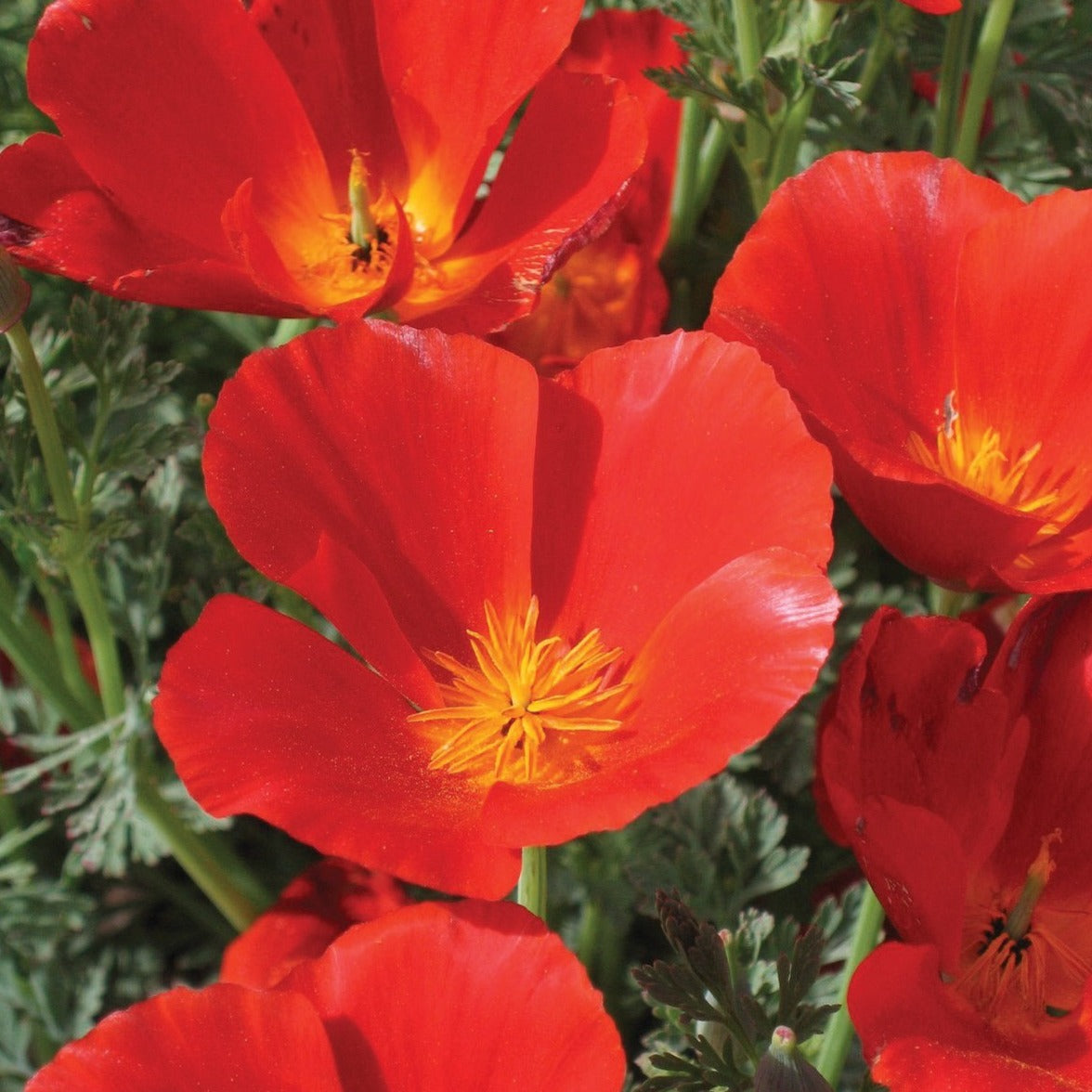 Red California Poppy flower by MIgardener, showing vibrant red petals and green foliage in a natural outdoor setting.
