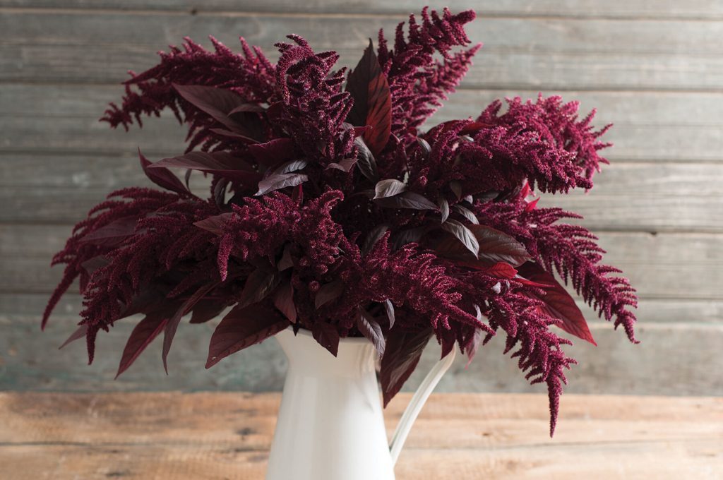 Red Spike Amaranth flower by MIgardener showing tall, vibrant red flowering spikes with green foliage.
