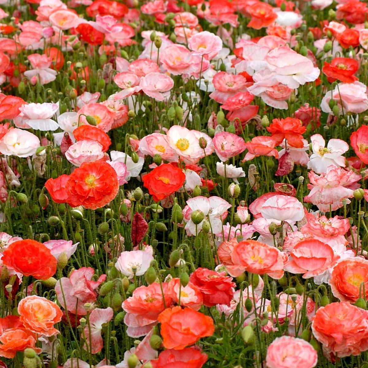 Colorful Shirley Double Mix Poppy flower from MIgardener with vibrant, multi-colored petals and lush green foliage.