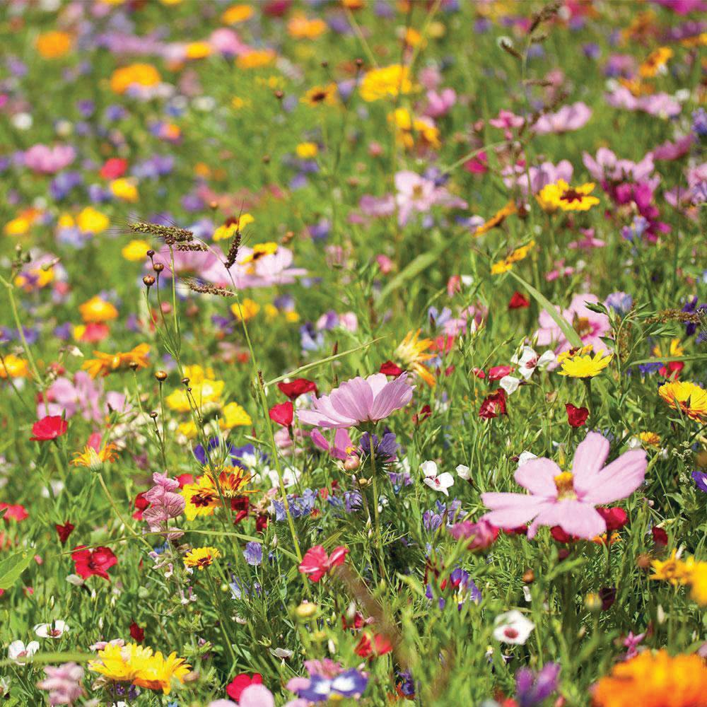 Assorted upland wildflower mix with vibrant blooms, designed for natural gardens by MIgardener.
