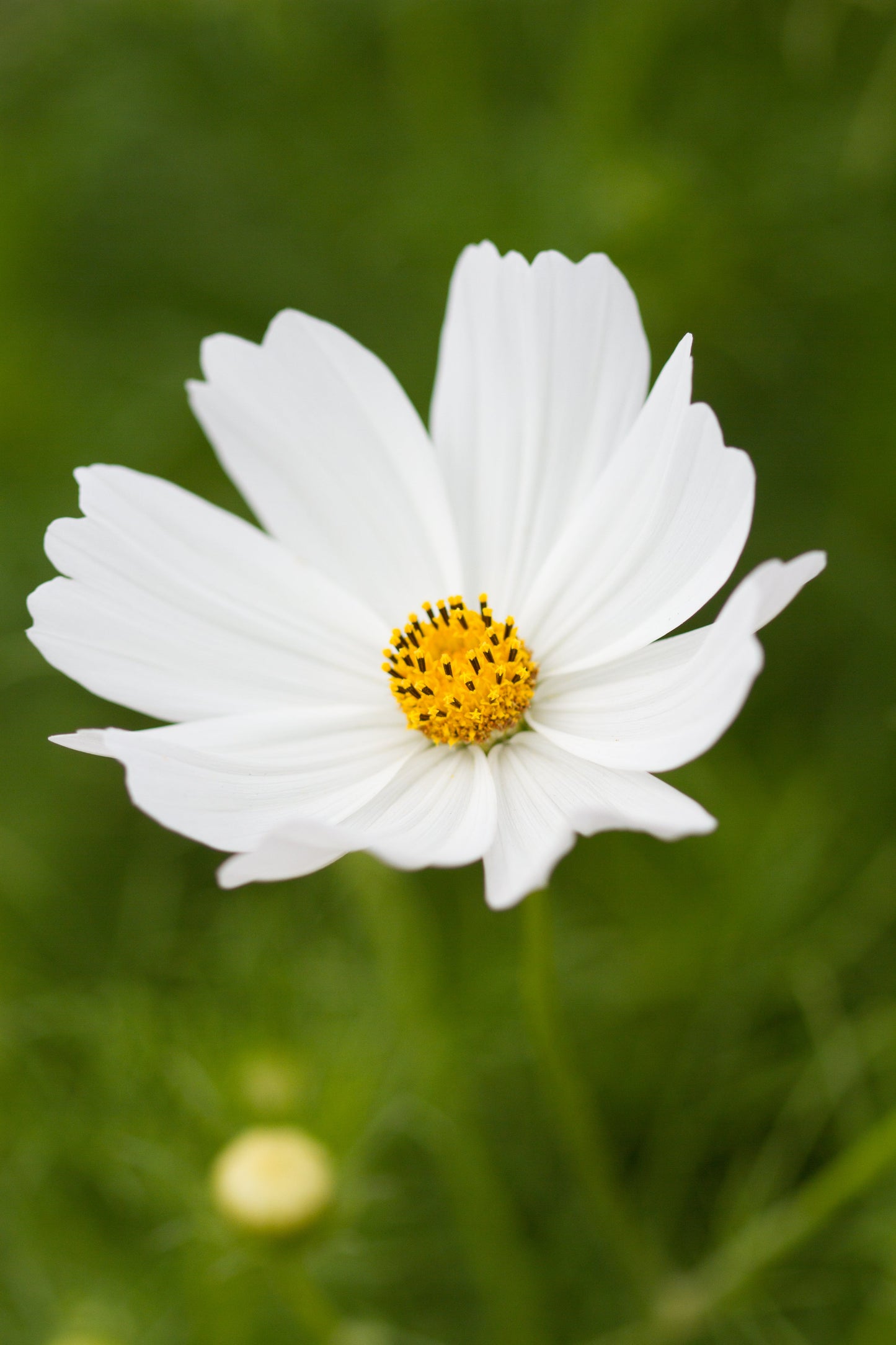 White Cosmo flower from MIgardener with delicate white petals and green foliage, showcasing vibrant garden blooms.