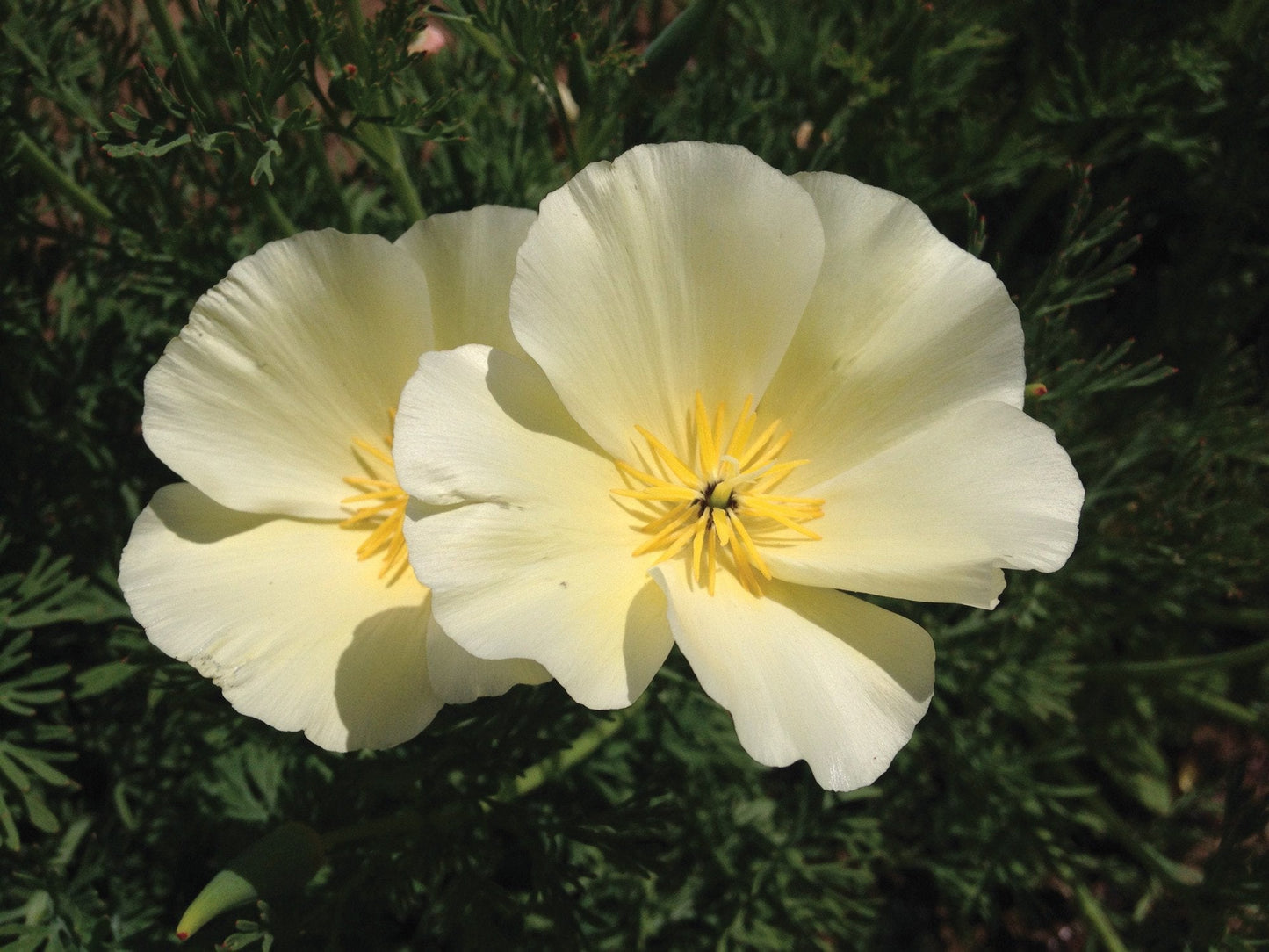 White Linen California Poppy - Blessings Grow Meadows