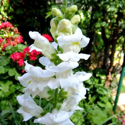 White Snowflake Snapdragon flower by MIgardener featuring delicate white petals and intricate floral details.