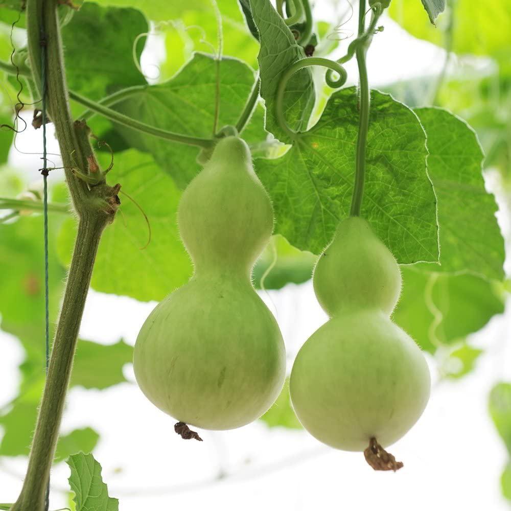 Natural birdhouse gourd from MIgardener featuring a smooth, rounded gourd with a hollow interior suitable for bird nesting.