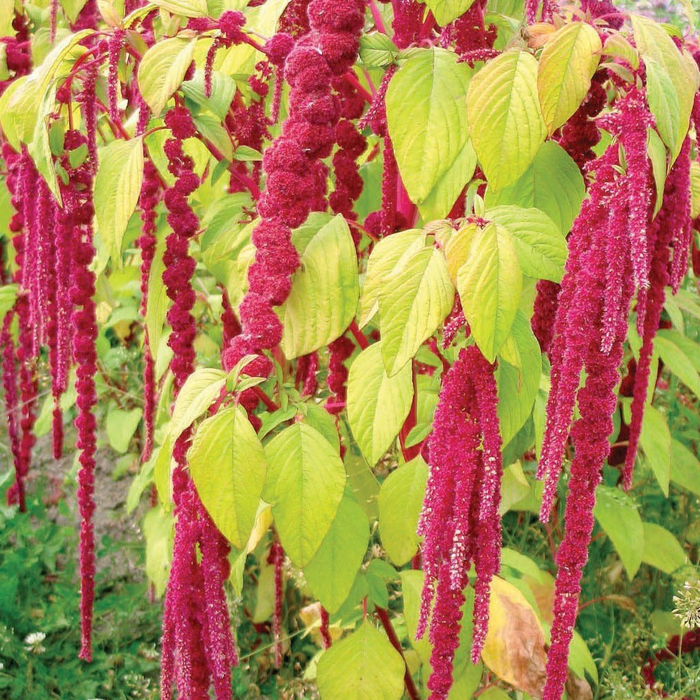 Love Lies Bleeding Amaranth grains from MIgardener, showing vibrant red and green amaranth seeds in a clear container.