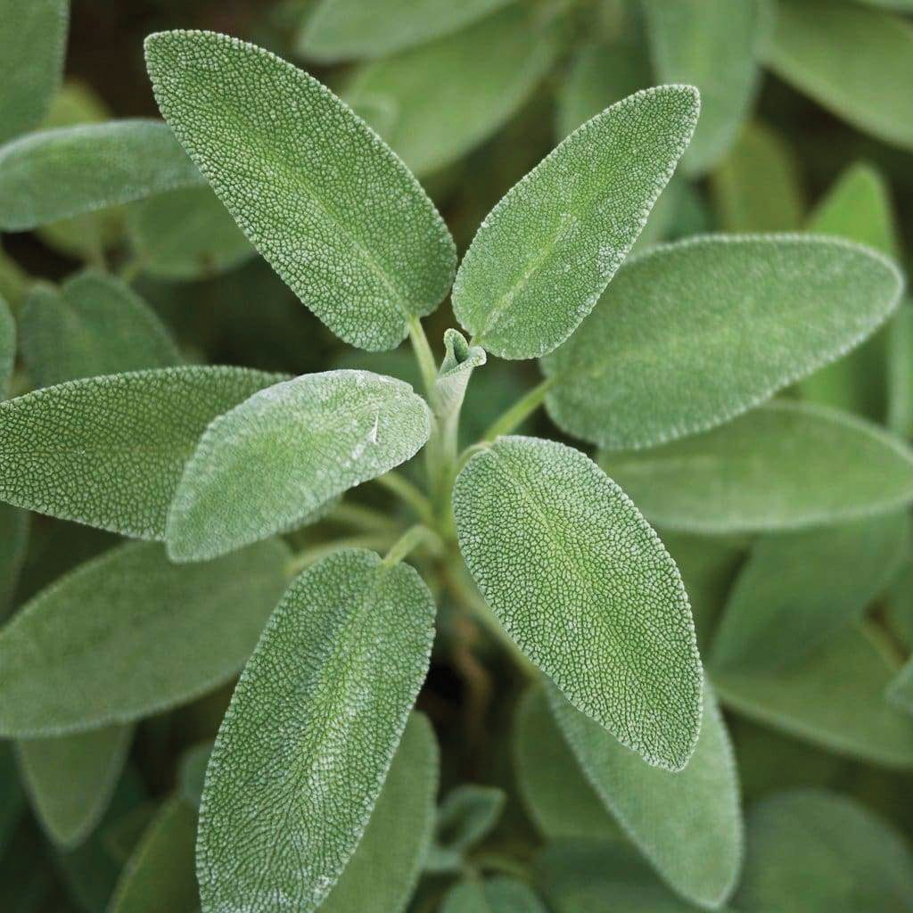 Broad-leaved sage herb from MIgardener with lush green leaves, ideal for culinary and medicinal use.