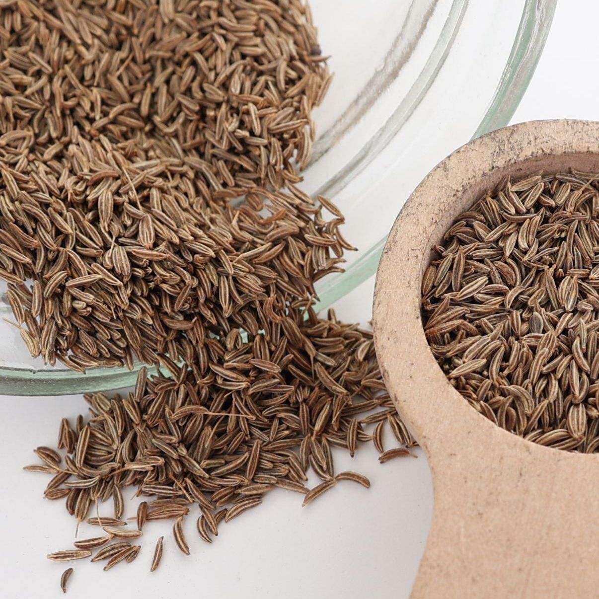 Fresh Caraway herb plant from MIgardener, showcasing green feathery leaves ideal for culinary use and herbal remedies.