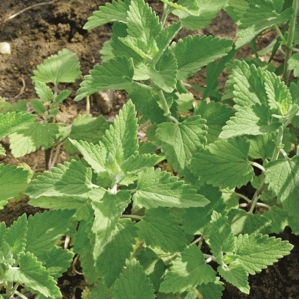 MIgardener catnip seeds herb packet showing vibrant green seeds for planting and growing catnip at home.