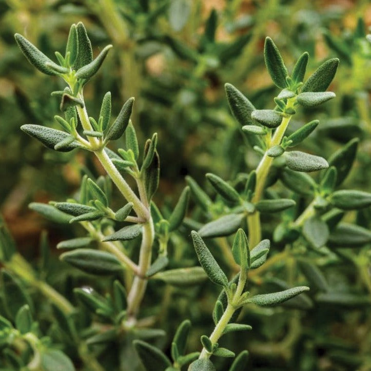 Fresh Common English Thyme herb plant by MIgardener, with green leafy sprigs ideal for culinary use and herb gardens.