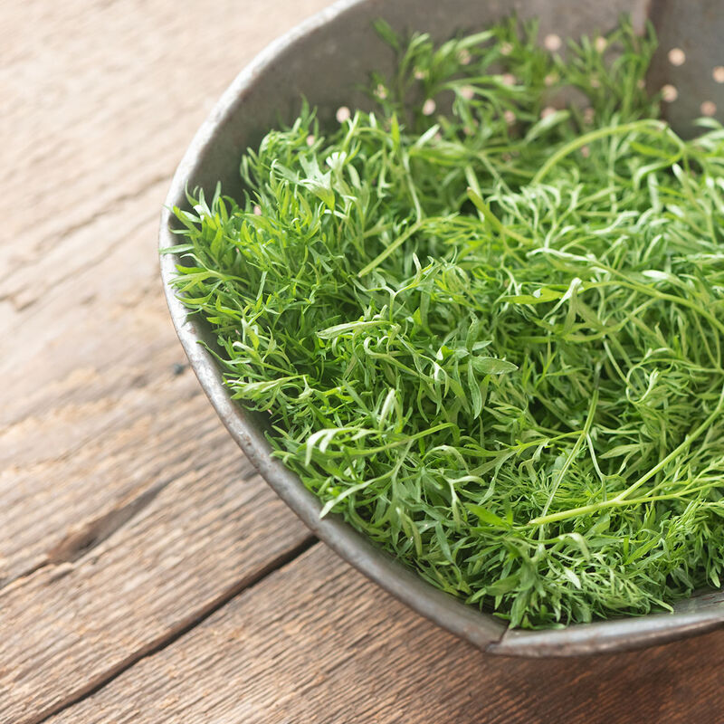 Fresh Confetti Cilantro herb from MIgardener, vibrant green leaves perfect for garnishing and cooking.