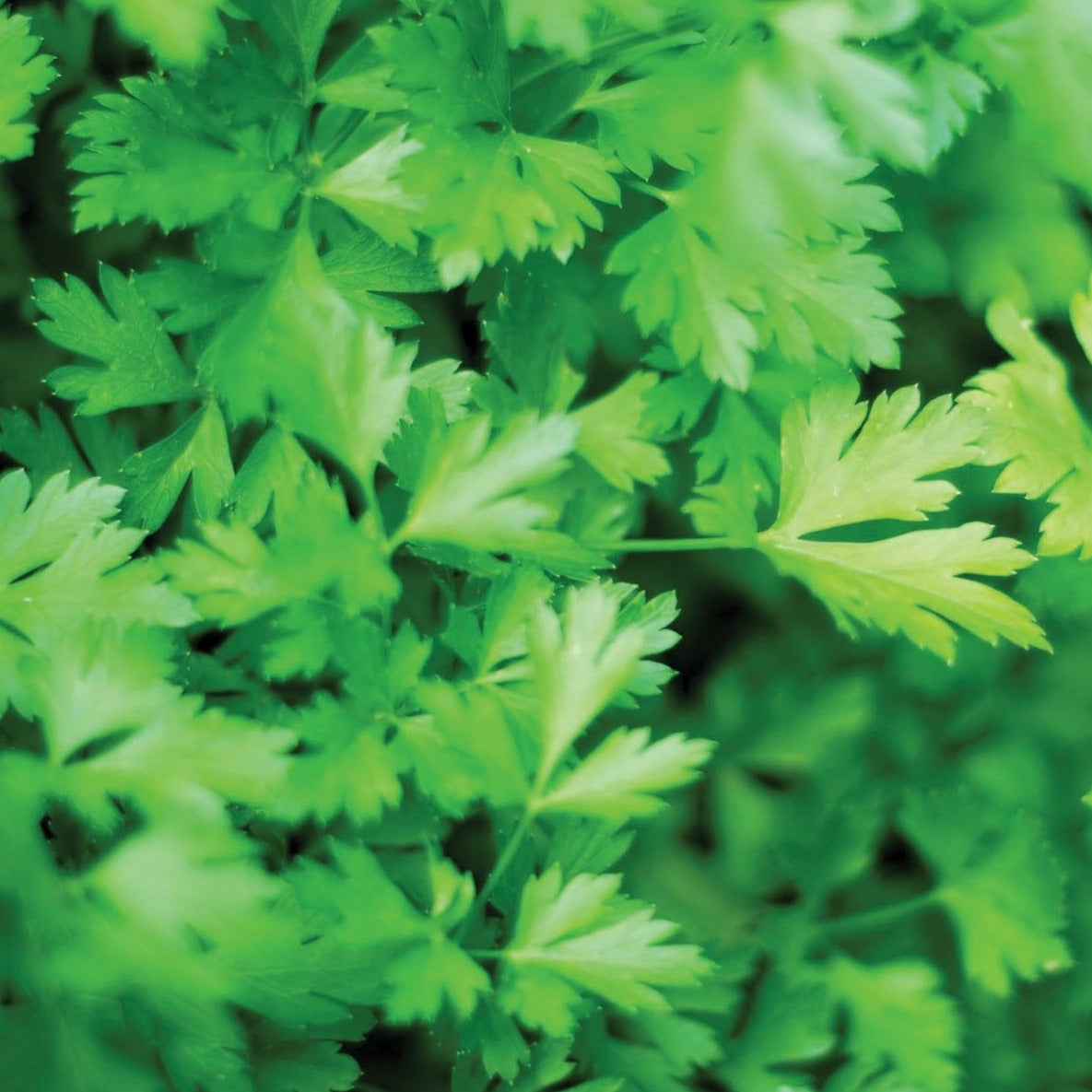 Fresh dark green flat leaf parsley herb from MIgardener, showcasing vibrant, lush leaves ideal for culinary use.