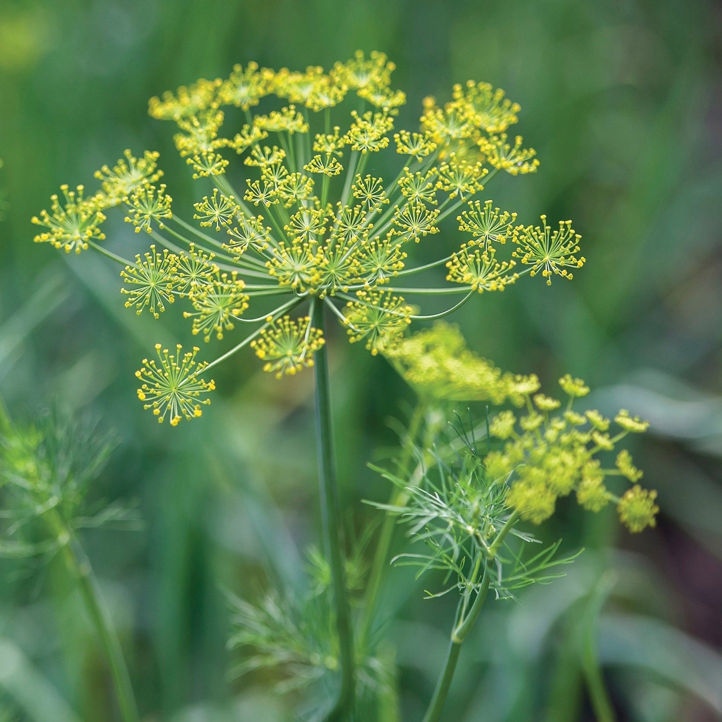 Fresh Dukat dill herb from MIgardener with vibrant green feathery leaves on a white background