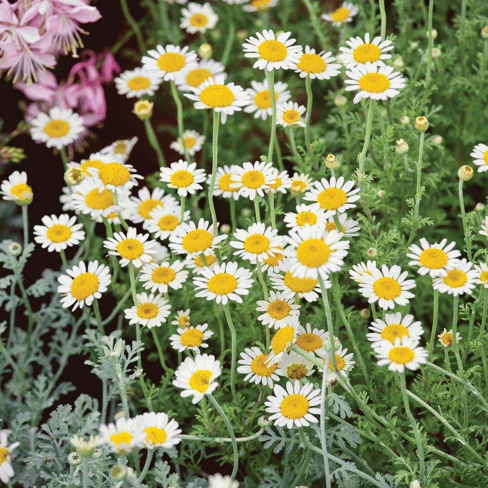 Fresh German Chamomile herb by MIgardener, showing blooming chamomile flowers with white petals and yellow centers.