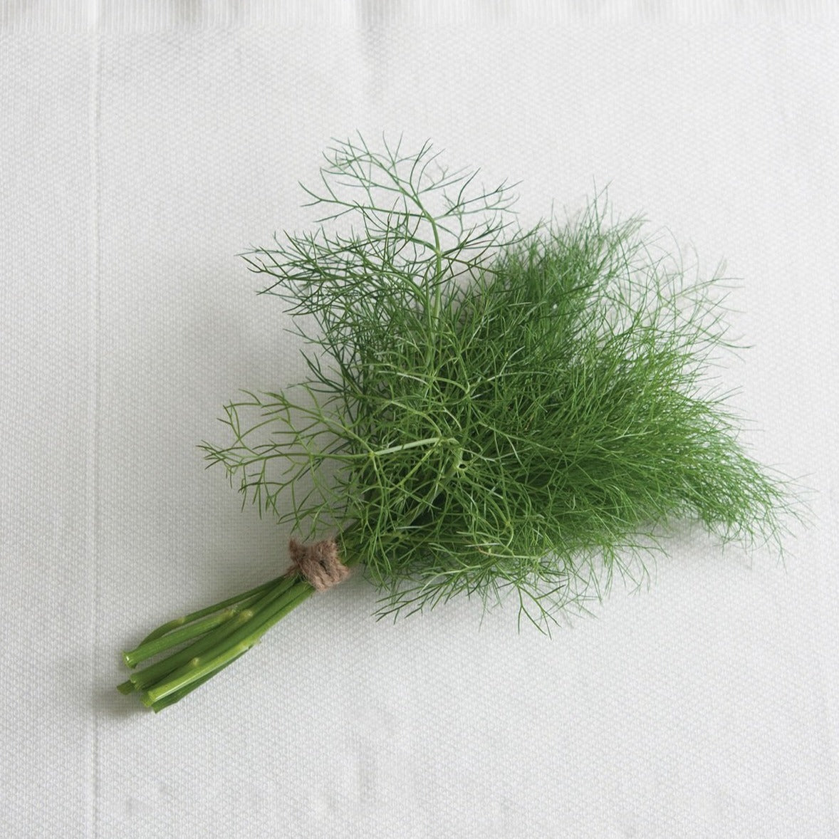 Fresh Grosfruchtiger Leaf Fennel herb plant from MIgardener, showcasing bright green feathery leaves and sturdy stems.