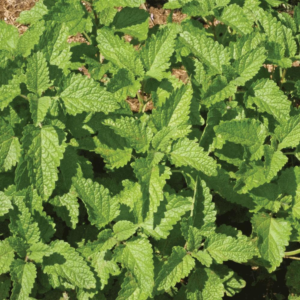 Fresh lemon balm herb plant with vibrant green leaves, grown by MIgardener, ideal for herbal teas and natural remedies.