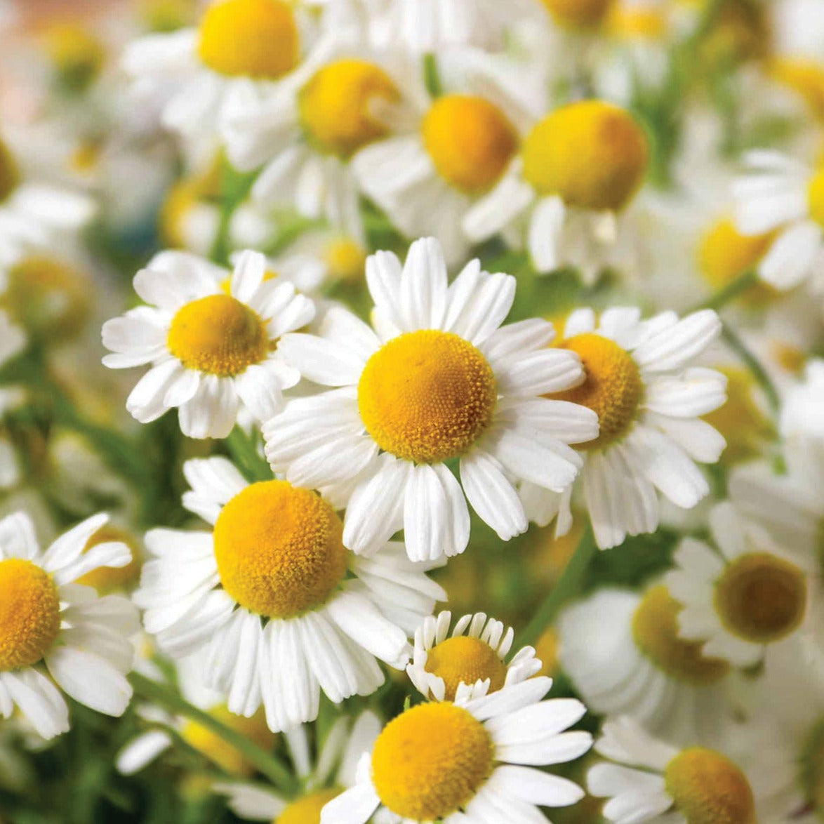 Fresh Roman Chamomile herb from MIgardener, showing vibrant green leaves and delicate white flowers on a garden plant.