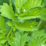 Salad Burnet - Blessings Grow Meadows