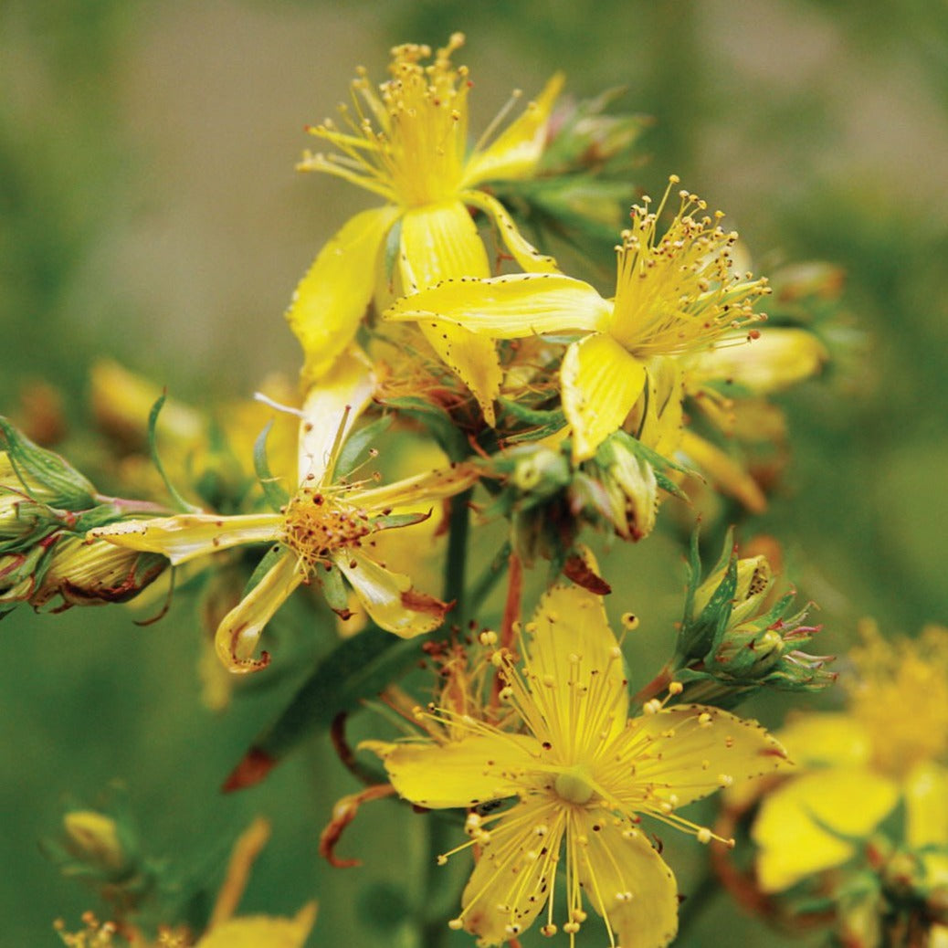 Fresh St. John's Wort herb plant from MIgardener, showcasing green leaves and vibrant stems.