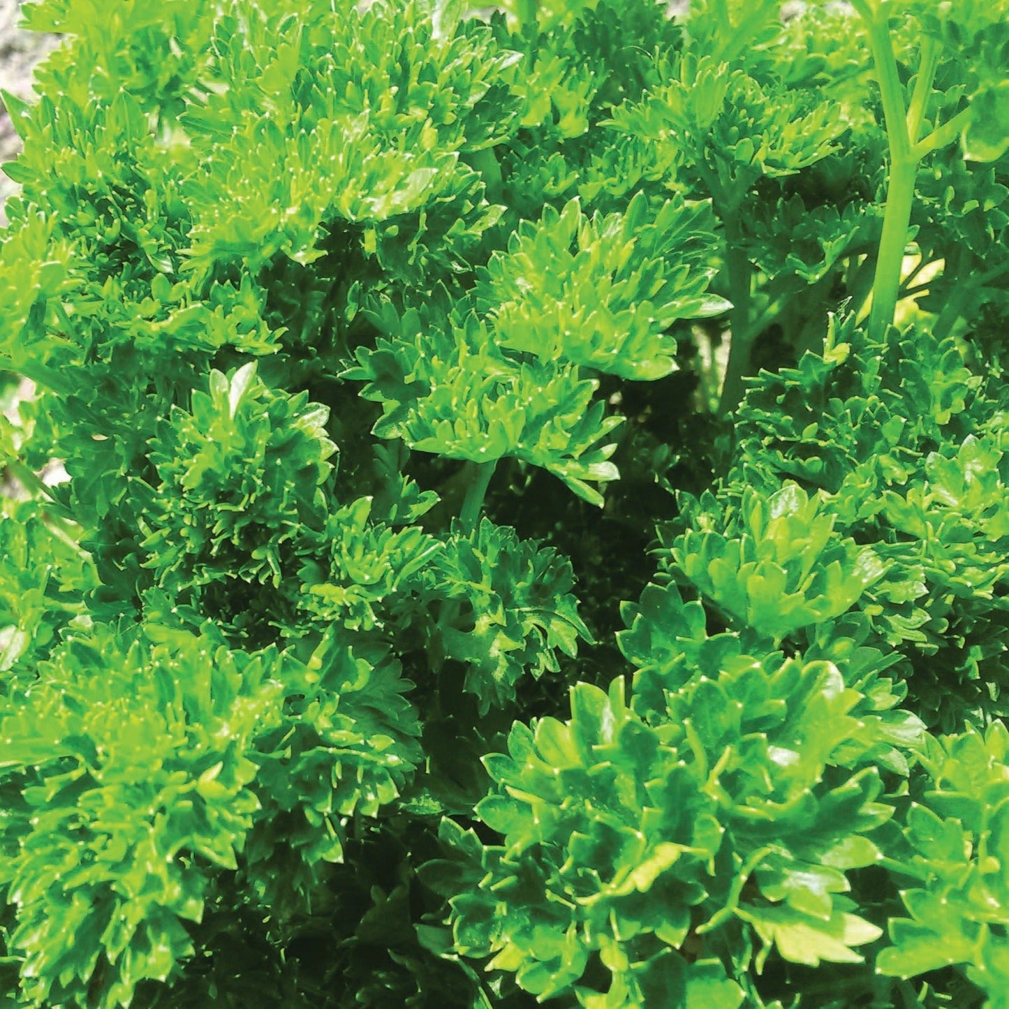 Fresh triple curled parsley herb from MIgardener with vibrant green, tightly curled leaves in a natural close-up shot.