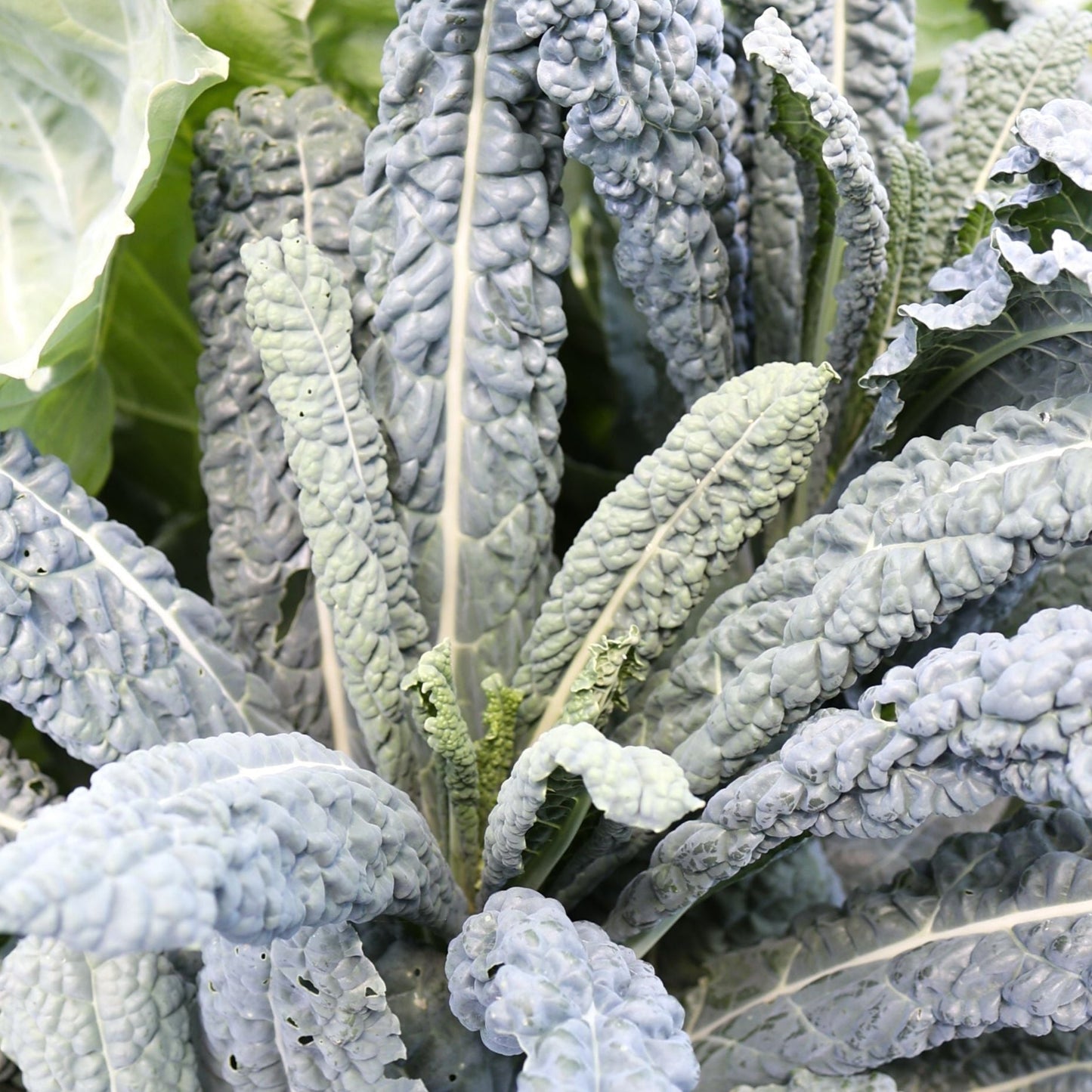 Black Magic Kale from MIgardener, lush dark green kale leaves with curly edges, fresh and vibrant for healthy eating.