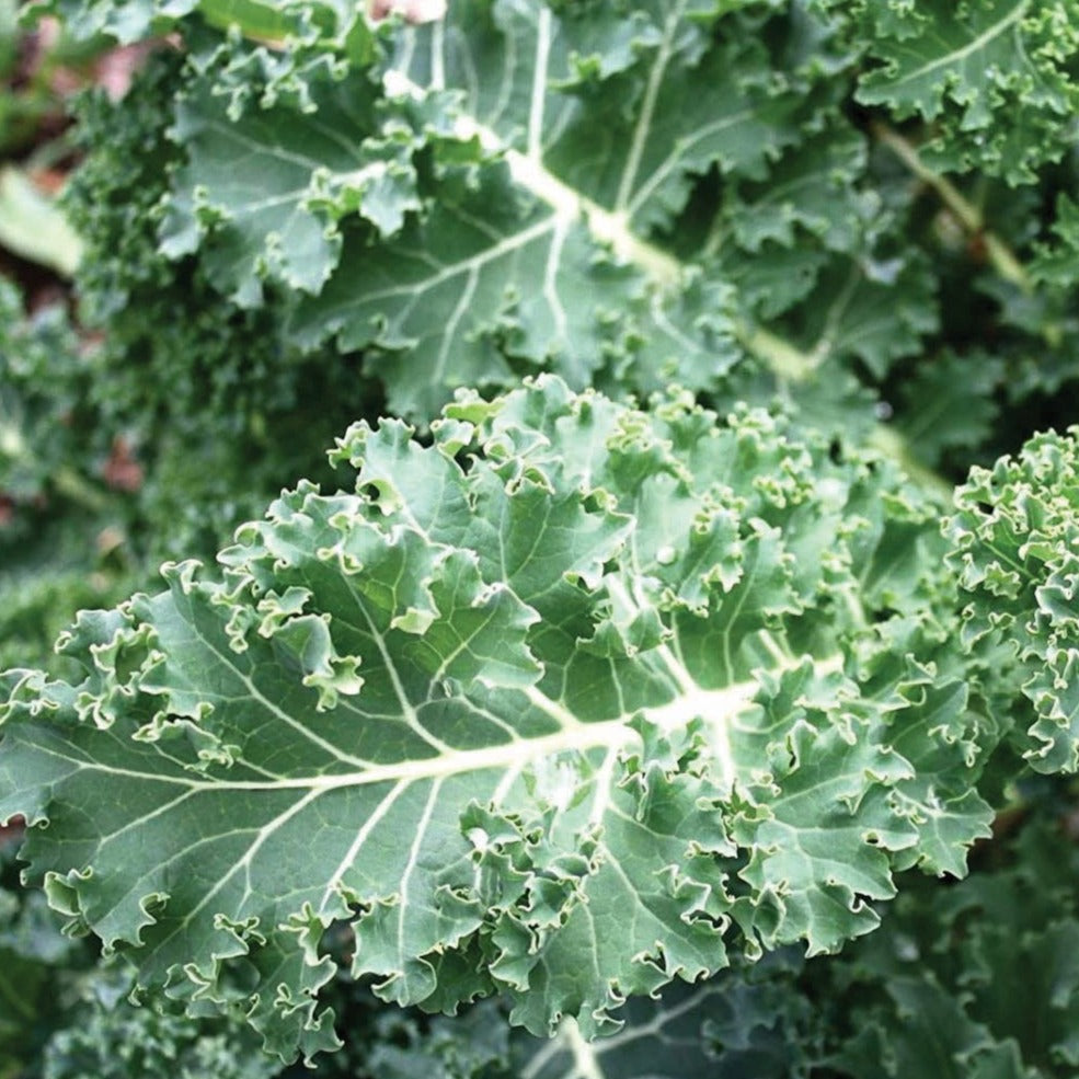 Blue Curled Scotch Kale by MIgardener, vibrant blue-green kale leaves with tightly curled edges, fresh and healthy.