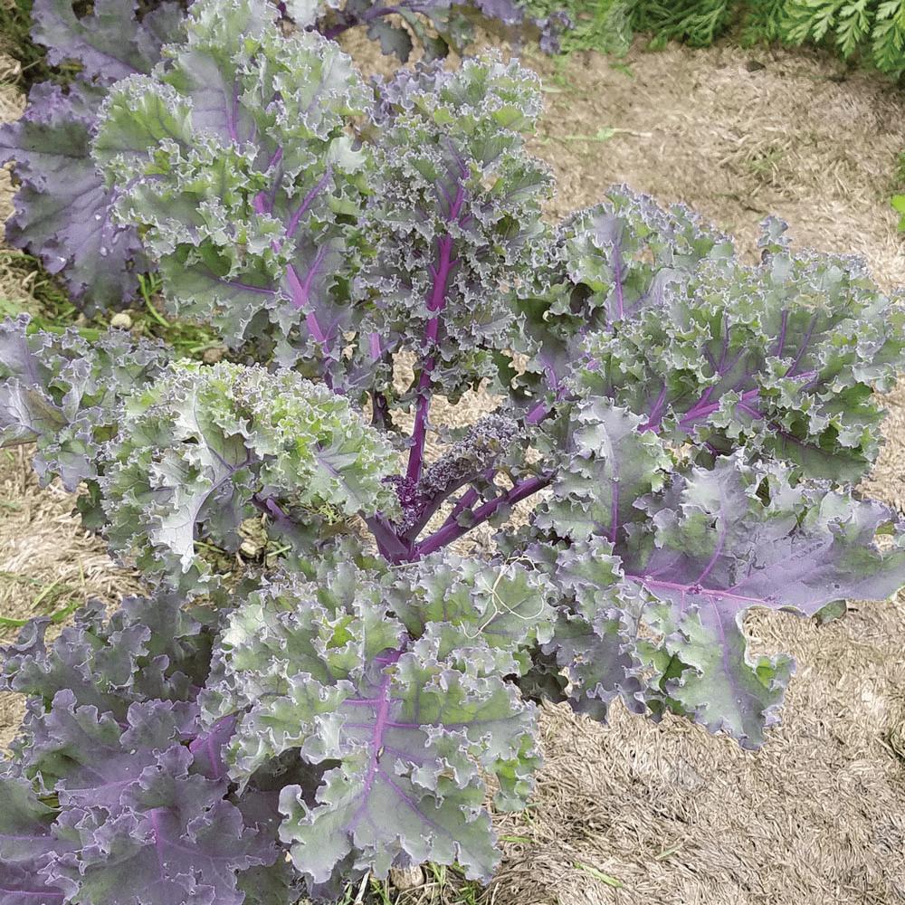 Red Russian Kale from MIgardener, fresh and vibrant kale leaves with deep red stems and curly green leaves.