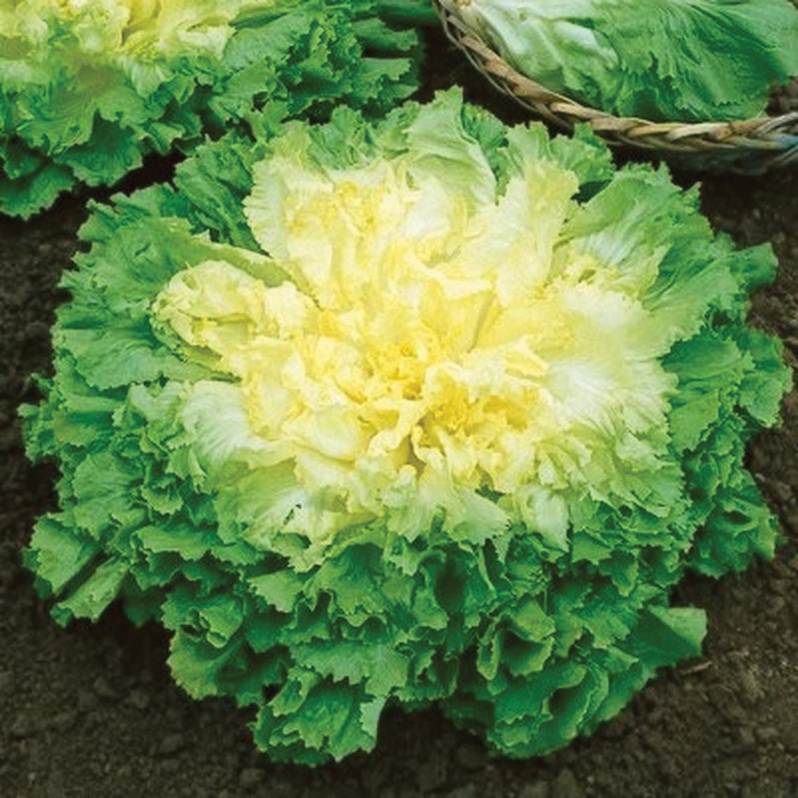 Fresh Broad Leaf Batavian Endive from MIgardener, showcasing vibrant green leafy greens with broad, crisp leaves.