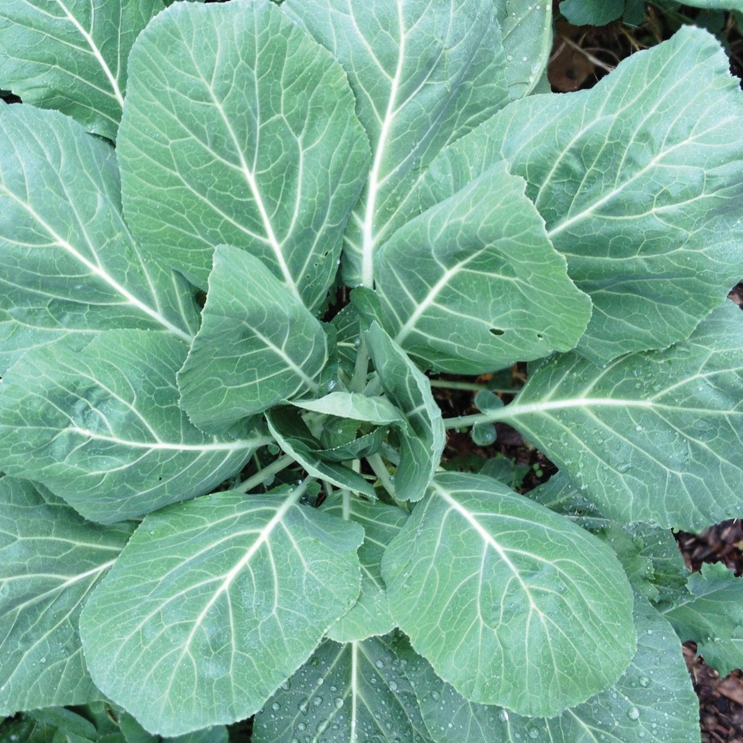 Fresh Champion Collards leafy greens from MIgardener, showing vibrant green leaves with ruffled edges.