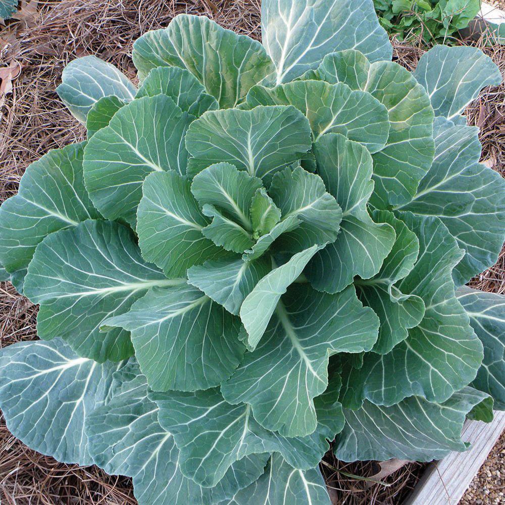 Fresh Georgia Southern Collards leafy greens from MIgardener, vibrant green leaves with prominent veins and ruffled edges.