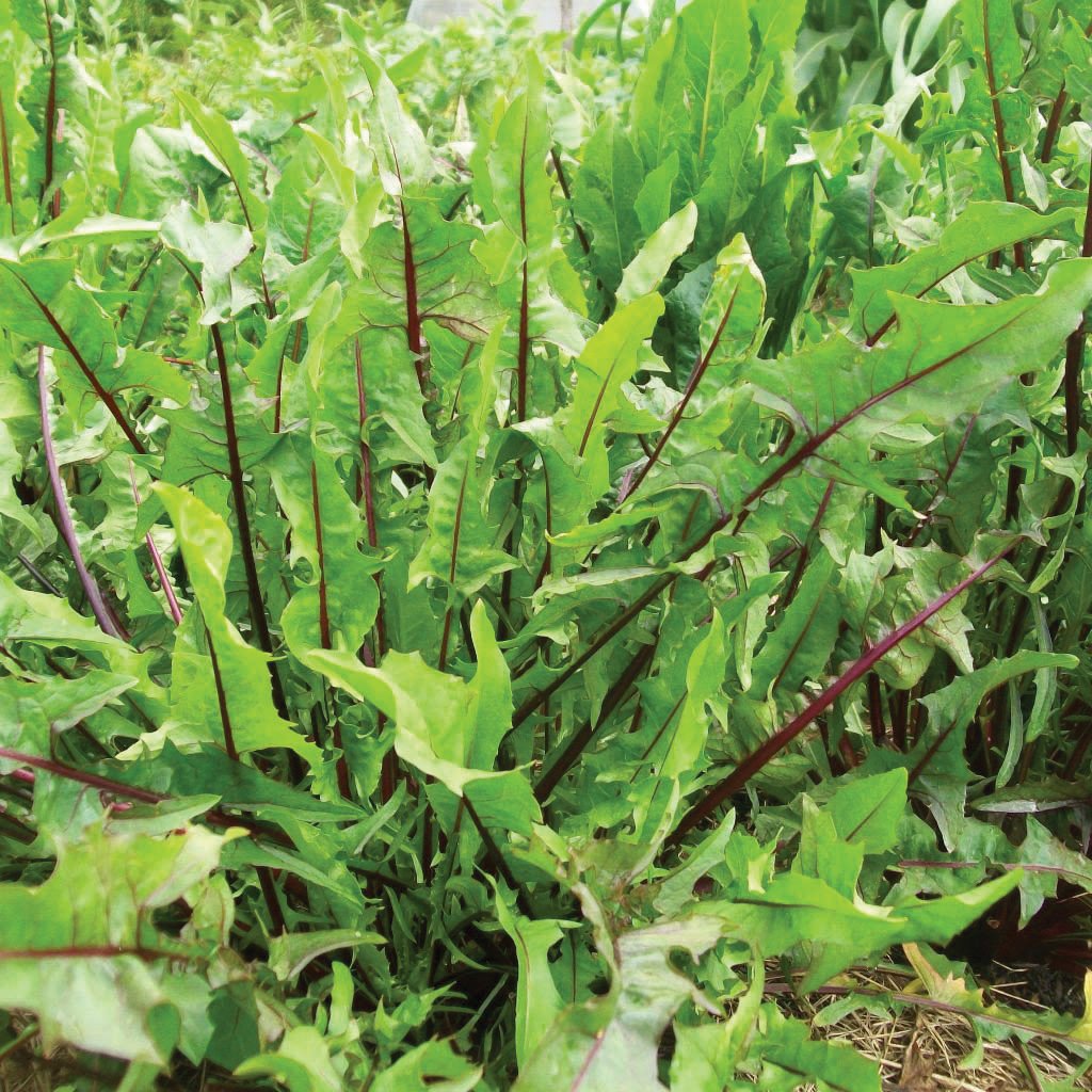 Fresh Italian Dandelion leafy greens from MIgardener, showcasing vibrant, tender leaves ideal for salads and healthy dishes.