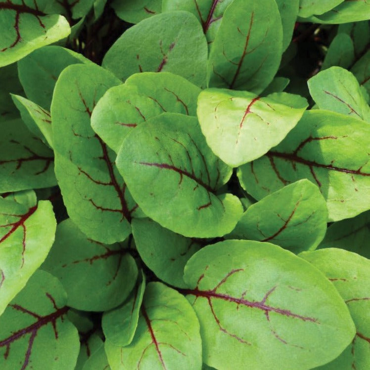 Red Veined Sorrel leafy greens from MIgardener with vibrant red-veined green leaves, fresh and healthy.