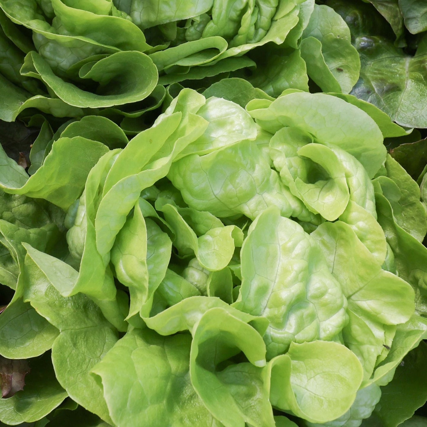 Bibb Butterhead Lettuce - Blessings Grow Meadows