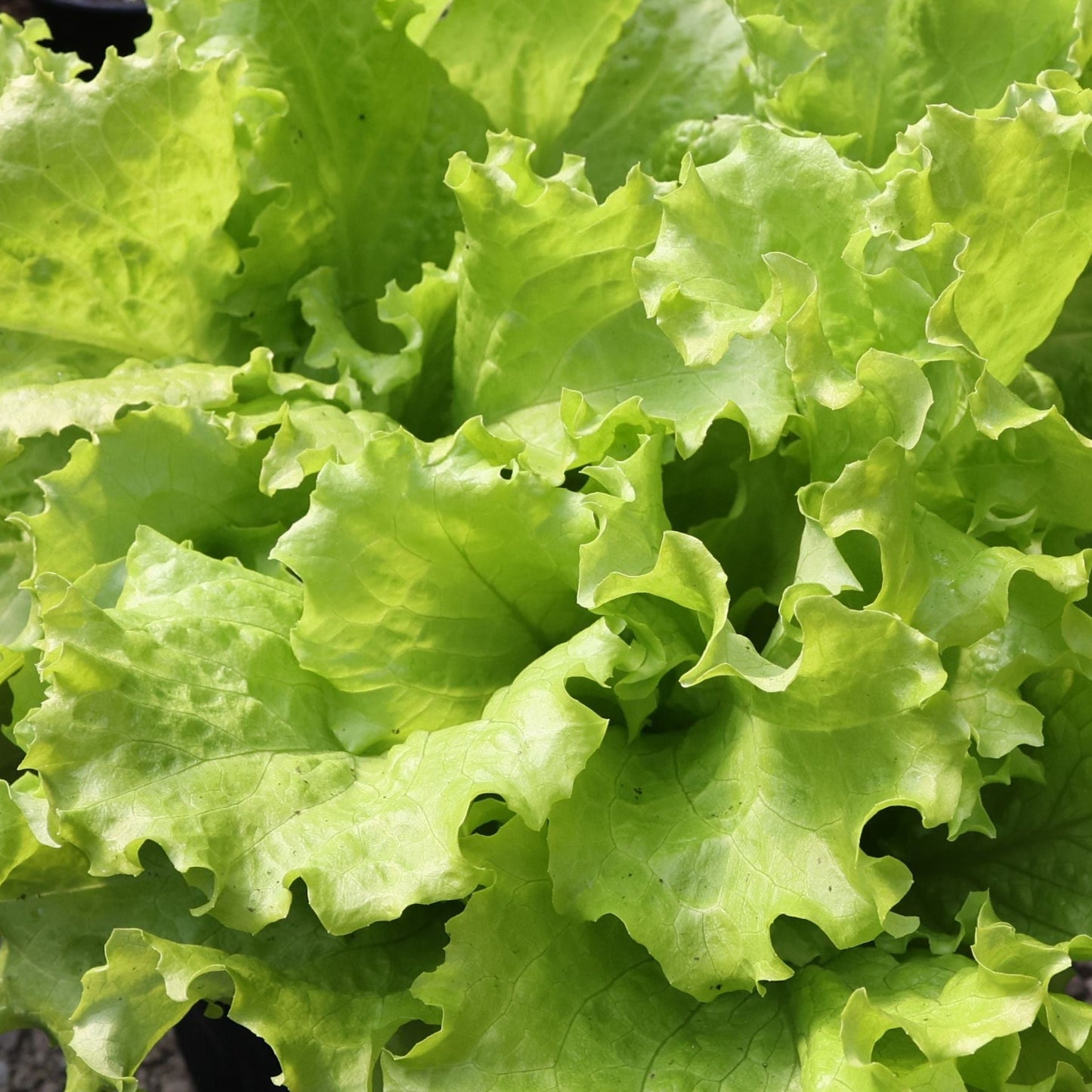 Black Seeded Simpson lettuce from MIgardener with vibrant green, curly leaves and black seed accents on fresh, healthy foliage.