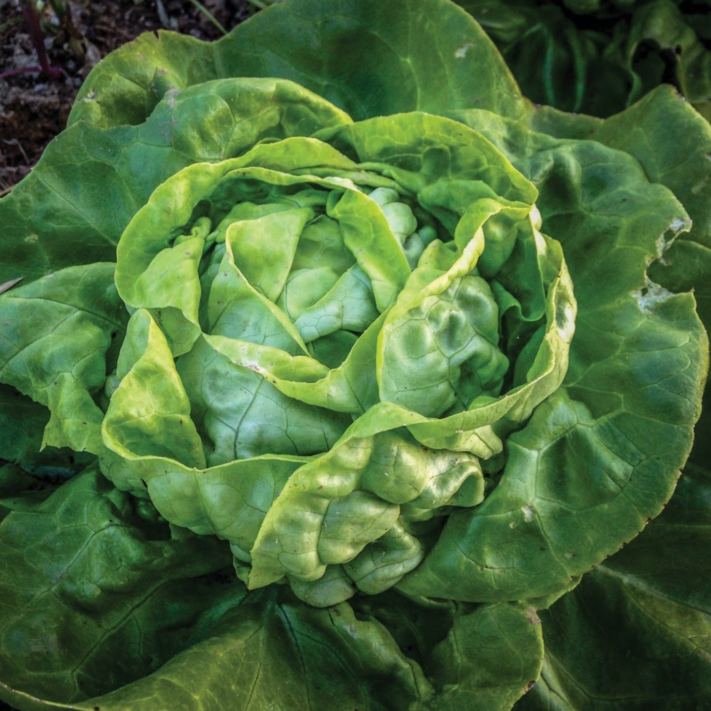 Fresh Buttercrunch Lettuce by MIgardener, showcasing crisp, leafy green lettuce with tender, ruffled leaves for salads and sandwiches.