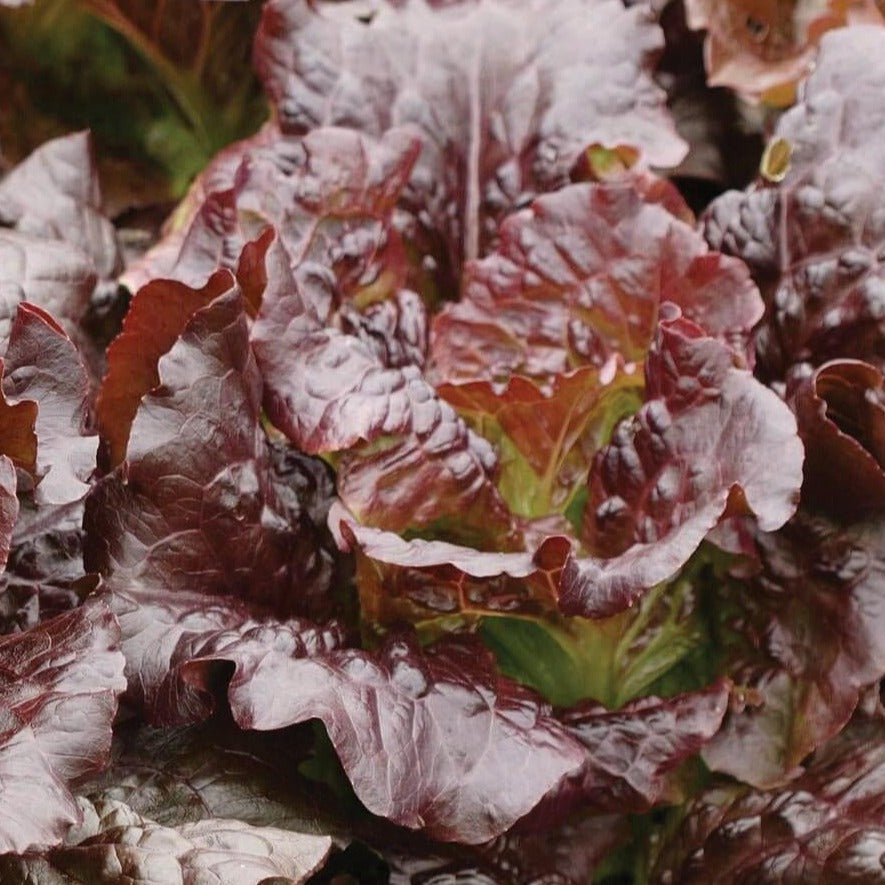Cimmaron Lettuce - Blessings Grow Meadows