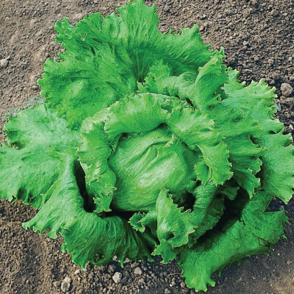 Crisphead Great Lakes 118 lettuce from MIgardener, fresh green leafy vegetable with tightly packed heads, healthy and vibrant.