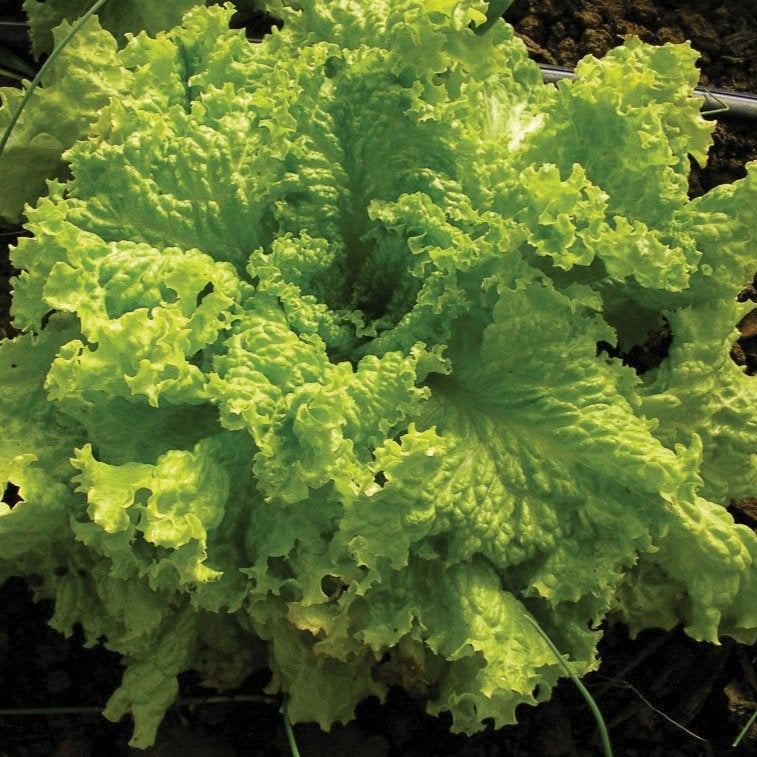 Fresh Grand Rapids Leaf Lettuce by MIgardener, vibrant green leafy vegetable ideal for salads and sandwiches.