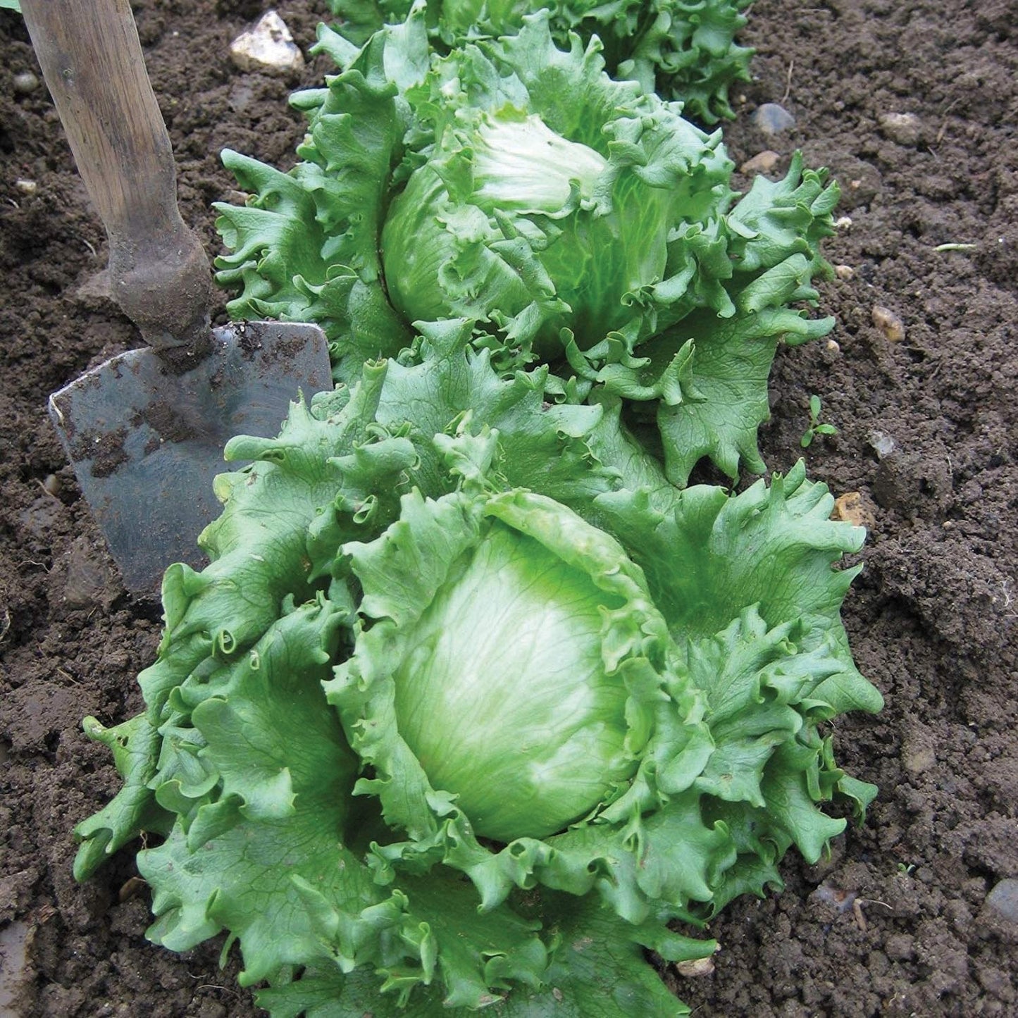 Fresh Hanson Improved Crisphead Lettuce from MIgardener, showing crisp, leafy green heads on a garden bed.