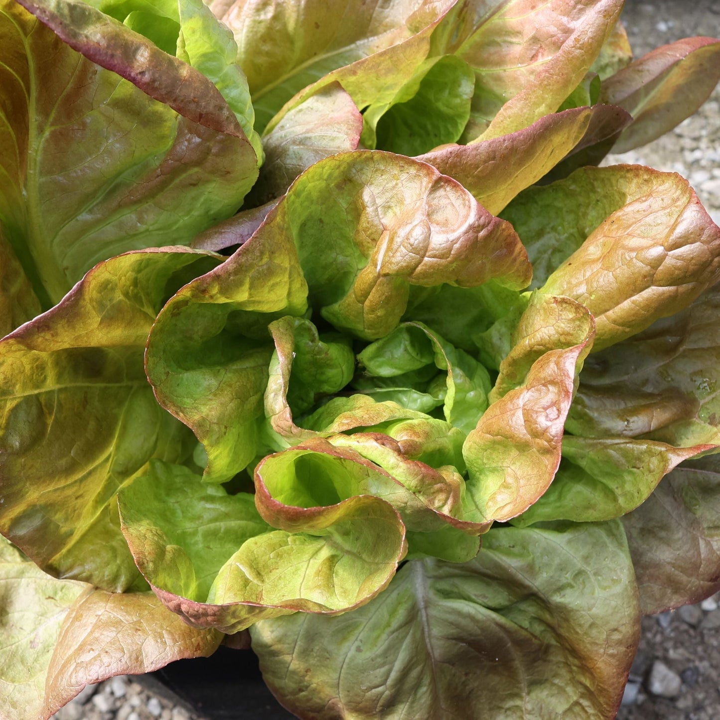 Fresh Marvel of 4 Seasons lettuce from MIgardener, showing vibrant green leaves and crisp texture.