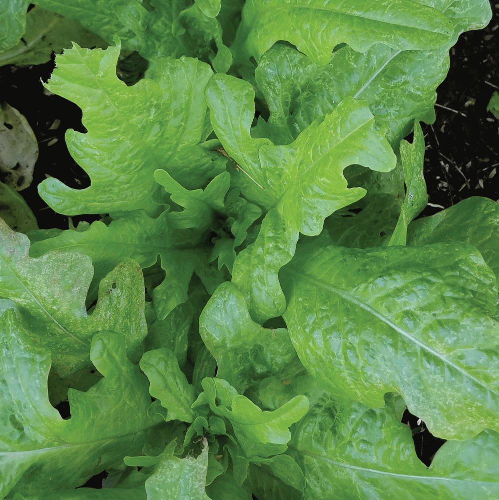 Fresh Oakleaf lettuce from MIgardener, showcasing vibrant green, ruffled leaves perfect for salads and healthy meals.