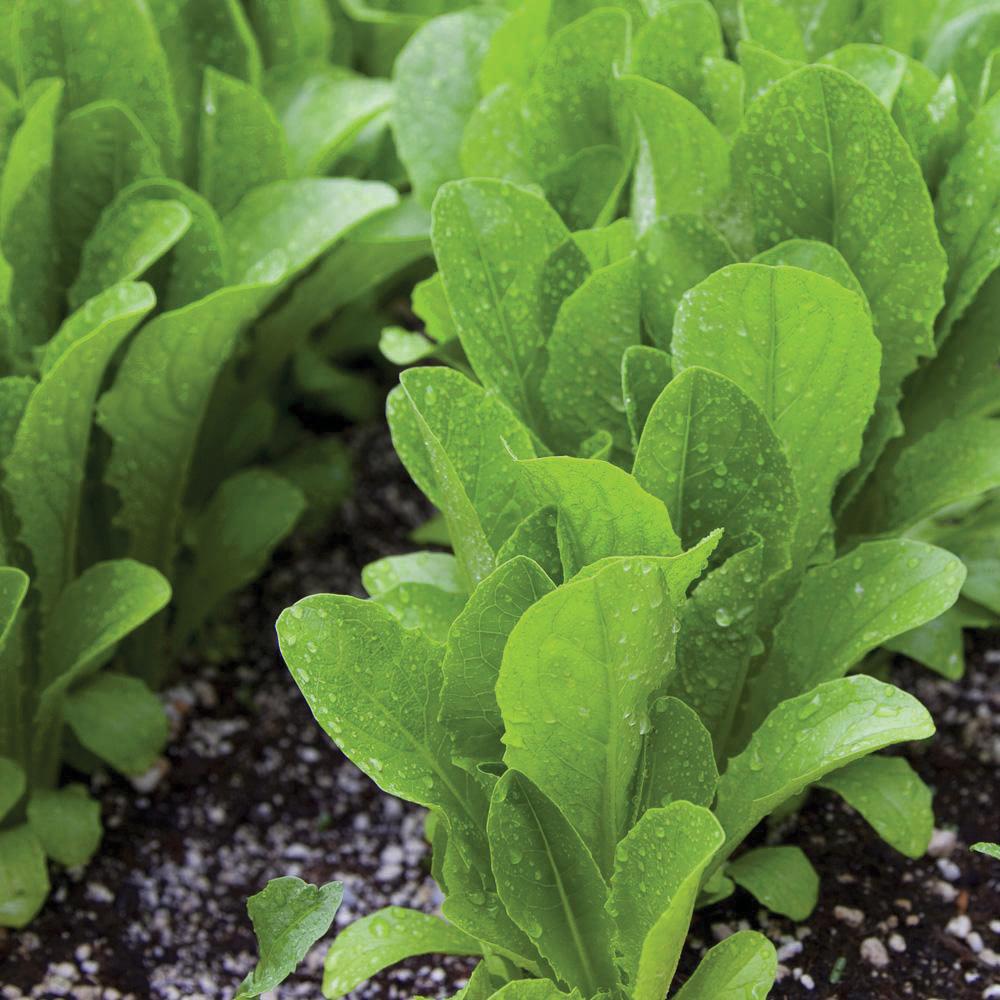 Fresh Parris Island Cos Romaine Lettuce from MIgardener showing crisp green leaves in a close-up shot