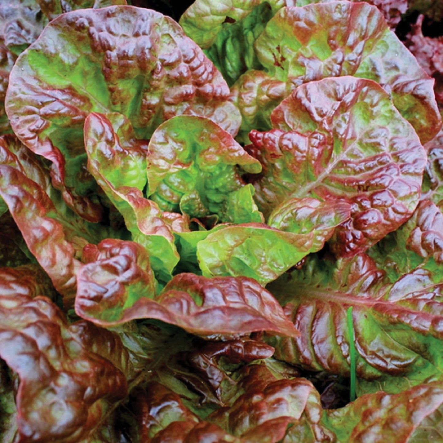 Fresh Prizehead Leaf Lettuce by MIgardener, showcasing vibrant green, crisp leafy vegetable ideal for salads and sandwiches.