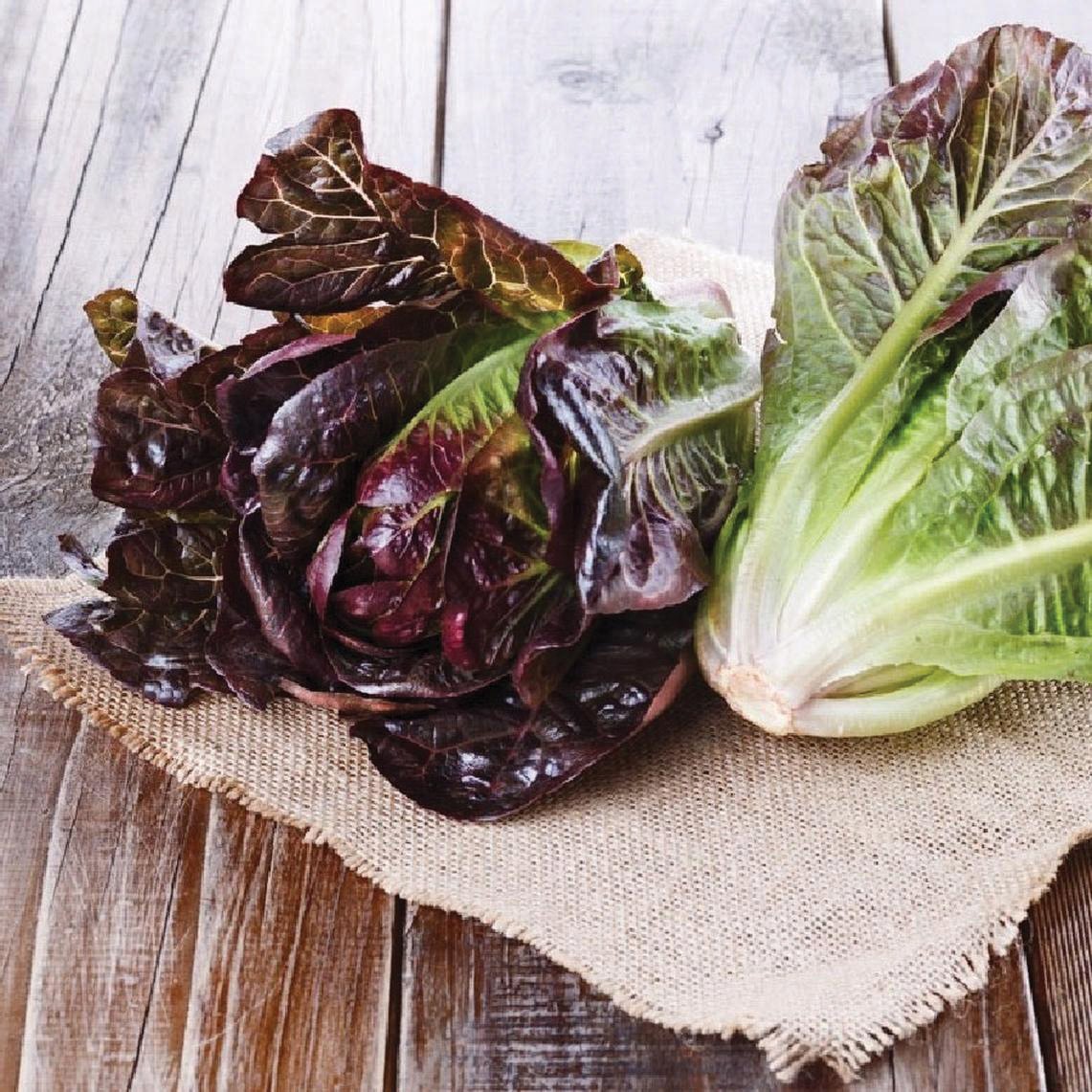 Fresh red romaine lettuce from MIgardener, showcasing vibrant red leaves and crisp texture.