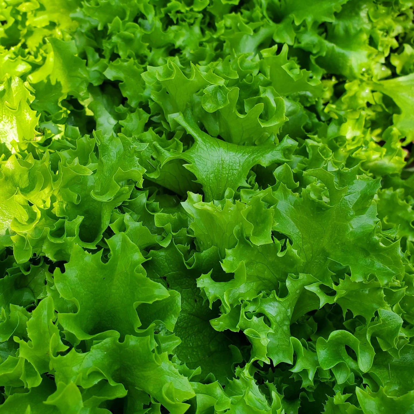 Tango Leaf Lettuce - Blessings Grow Meadows