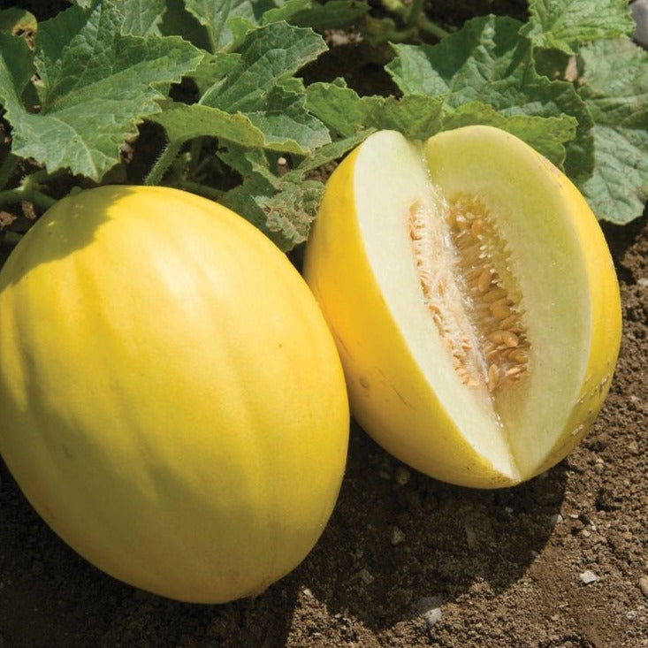 Canary Yellow Melon - Blessings Grow Meadows