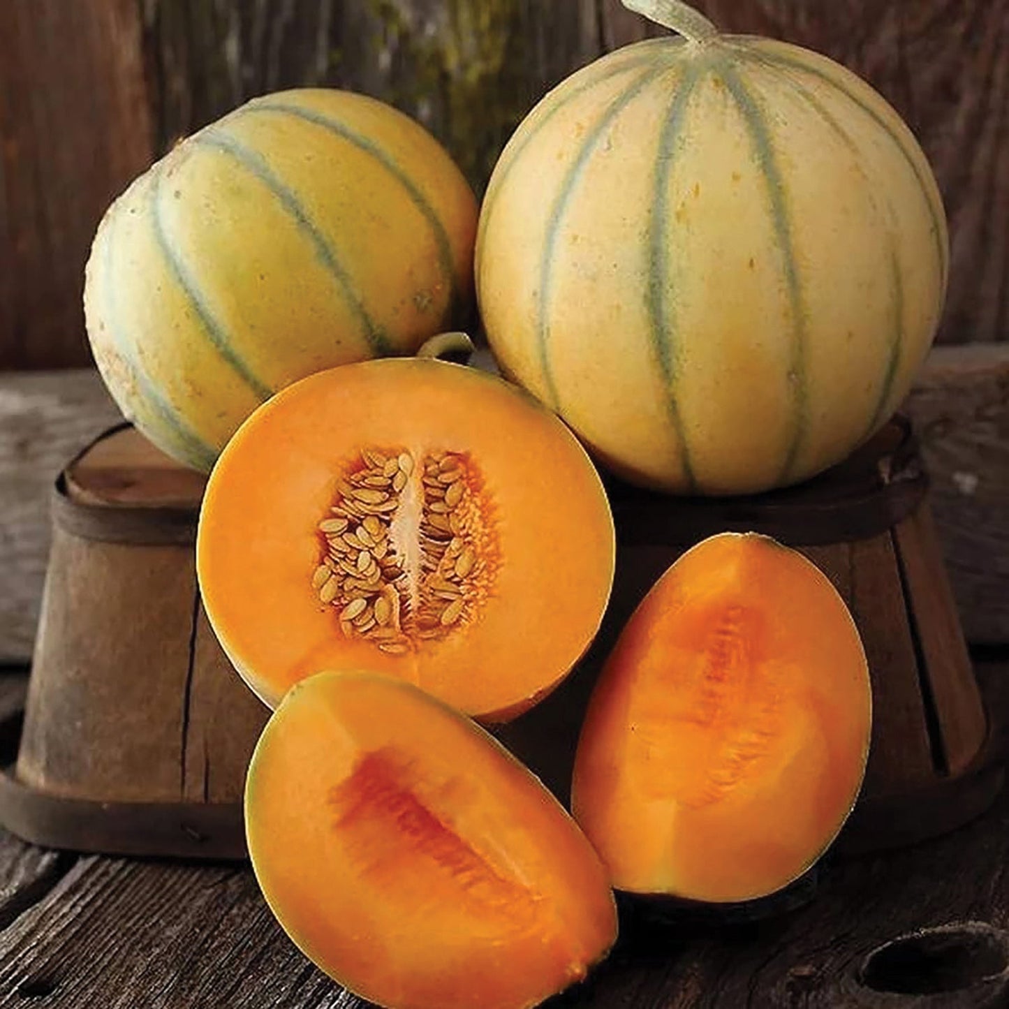 Ripening Charentais melon from MIgardener showing its round shape and smooth, light green skin on a garden surface.