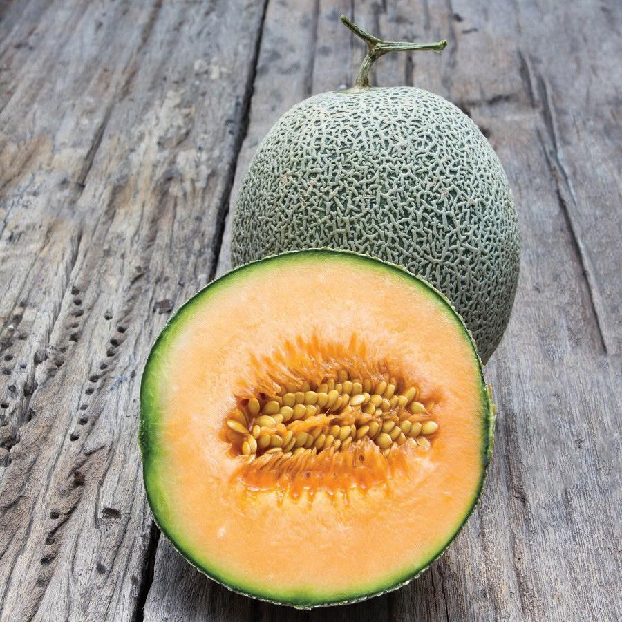 Edisto 47 melon from MIgardener, ripe and ready to harvest with green rind and orange flesh, shown in a close-up image.